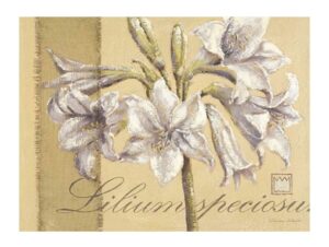lamina lilium eurographics vw1004 frontal